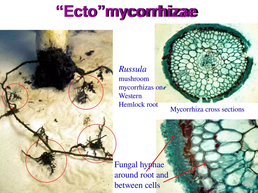 Introduction to Fungi - Page 14