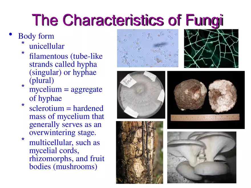 Introduction to Fungi - Page 2