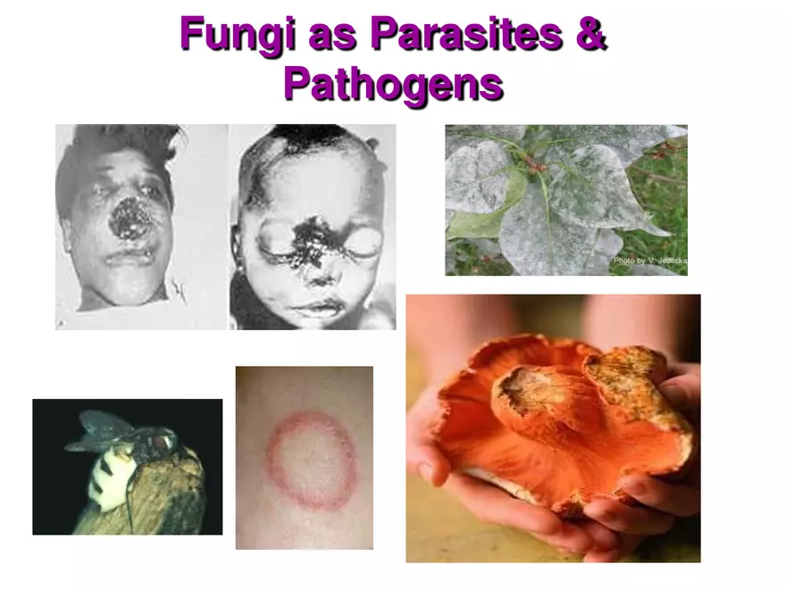 Introduction to Fungi - Page 4