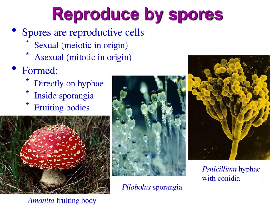 Introduction to Fungi - Page 6