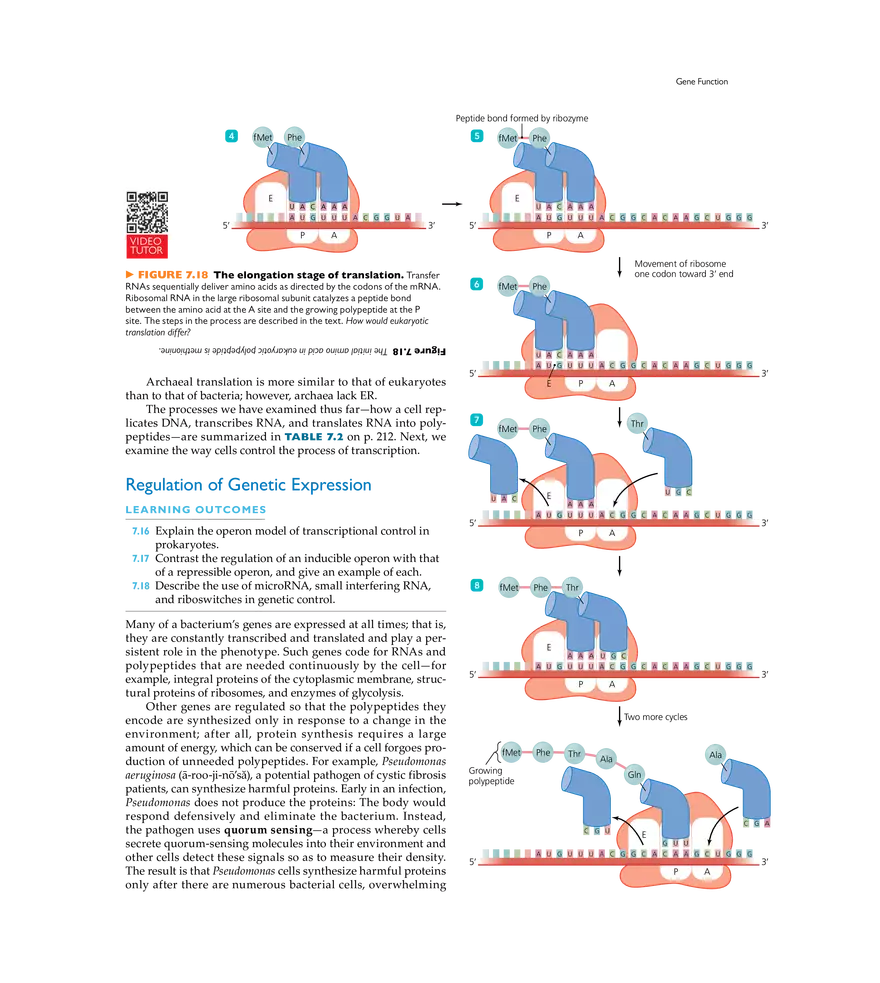 Microbial Genetics - Page 11