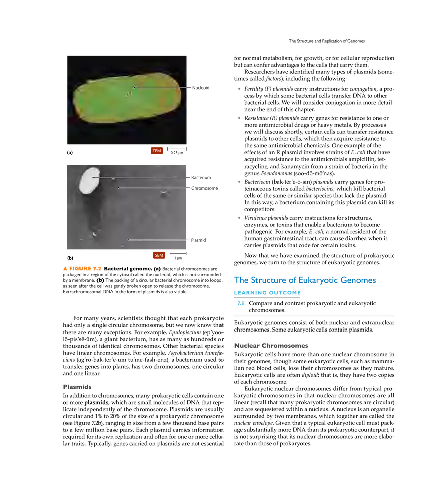 Microbial Genetics - Page 13