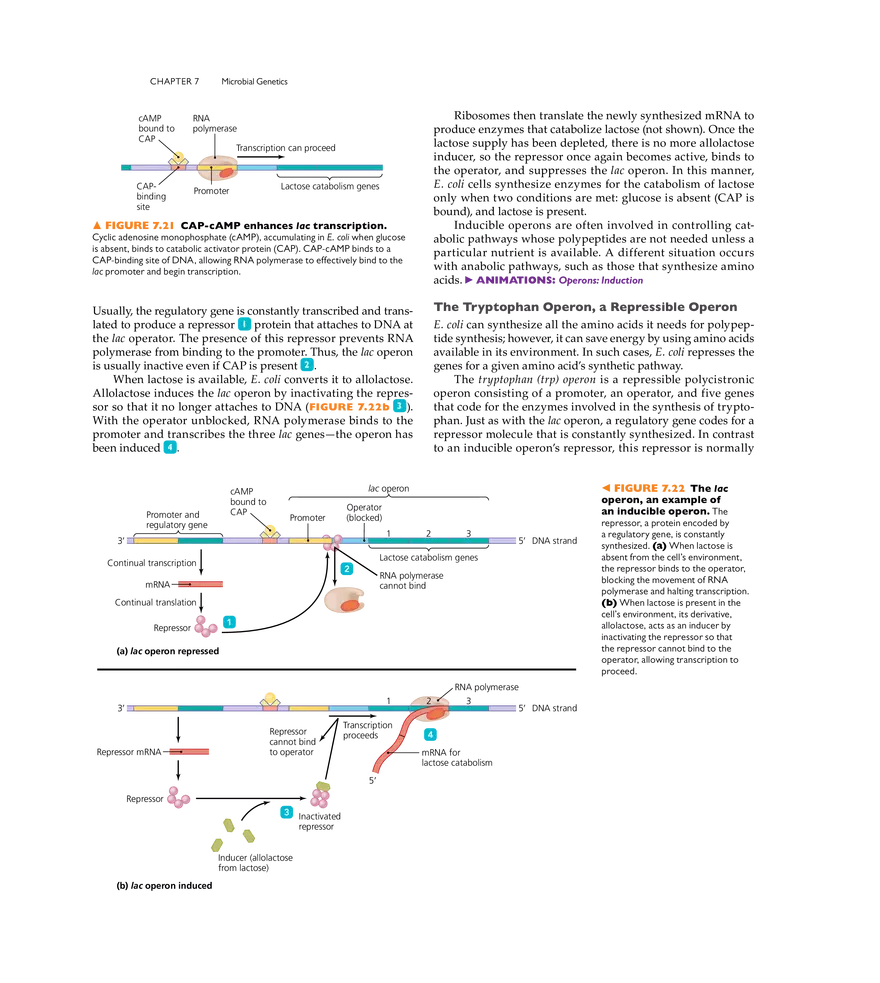 Microbial Genetics - Page 15