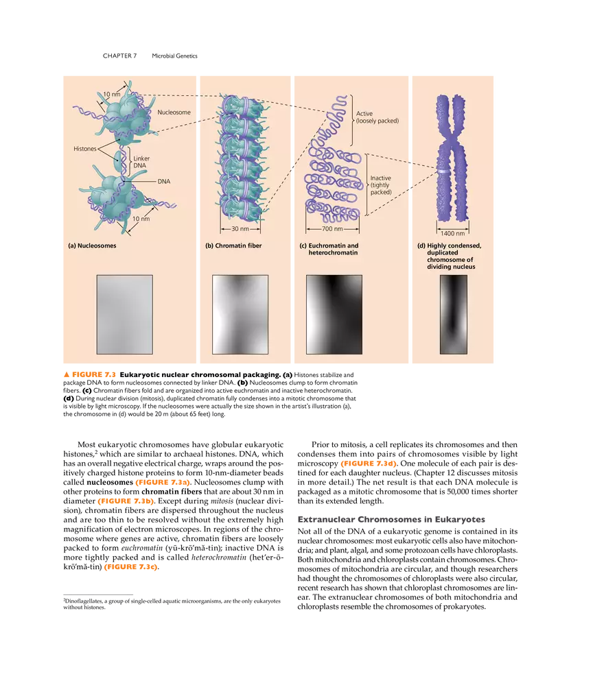 Microbial Genetics - Page 24