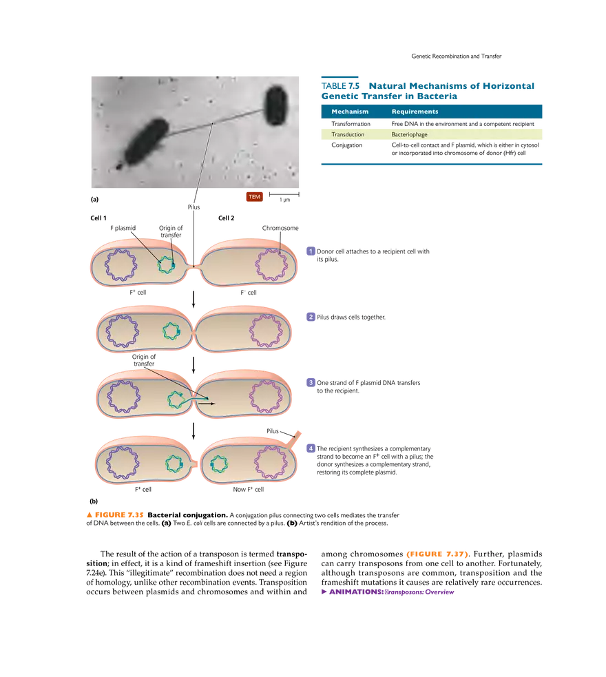 Microbial Genetics - Page 29