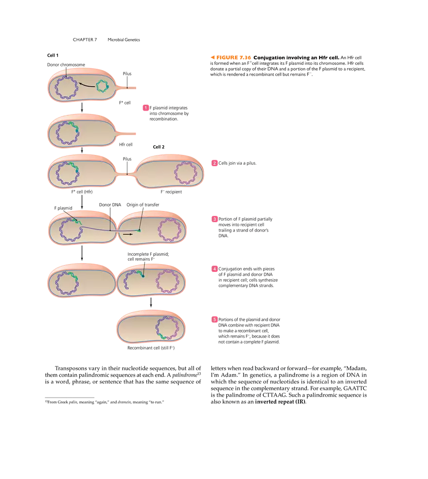 Microbial Genetics - Page 30