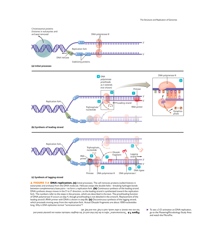Microbial Genetics - Page 41
