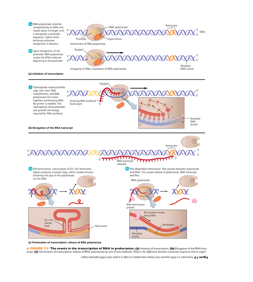 Microbial Genetics - Page 4