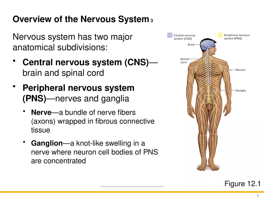 12.1 Overview of the Nervous System - Page 3
