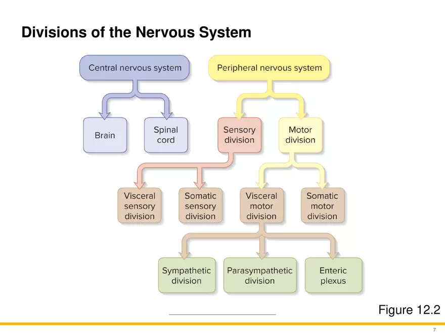 12.1 Overview of the Nervous System - Page 6
