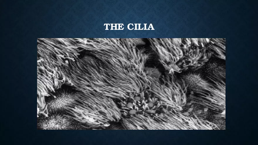 Aerosol and Humidity Therapy - Page 13