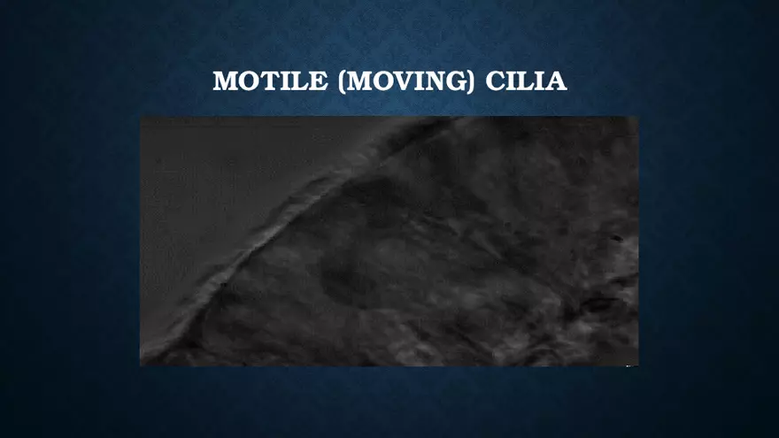 Aerosol and Humidity Therapy - Page 35