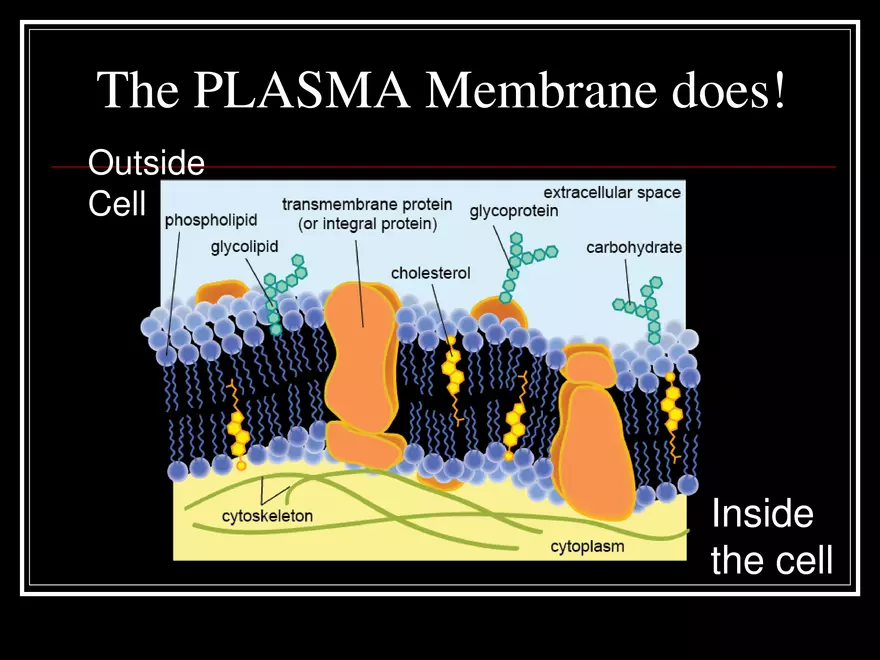 What Determines What Moves into & out of a Cell - Page 2