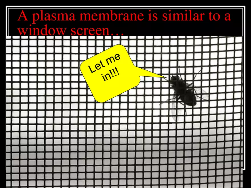 What Determines What Moves into & out of a Cell - Page 3