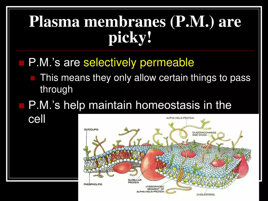 What Determines What Moves into & out of a Cell - Page 4