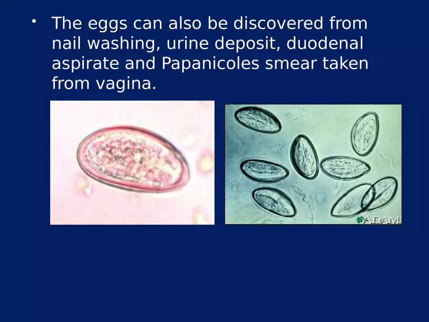Enterobius Vermicularis - Page 9