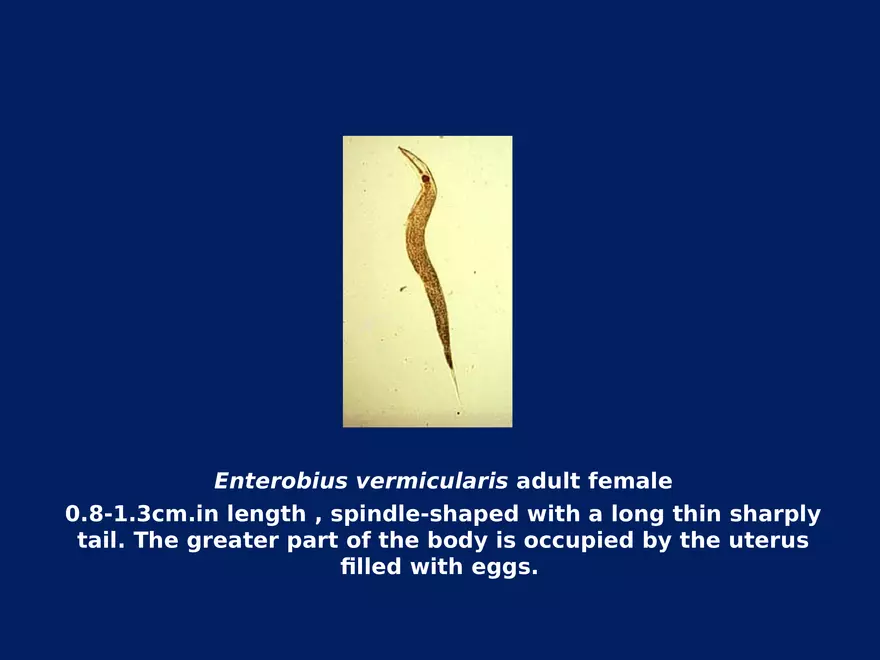 Enterobius Vermicularis - Page 17