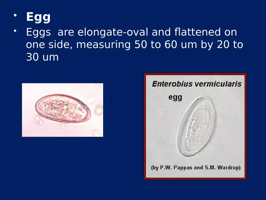 Enterobius Vermicularis - Page 18