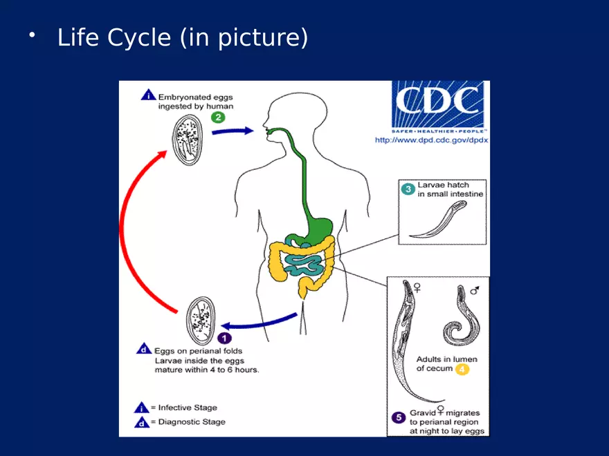 Enterobius Vermicularis - Page 6