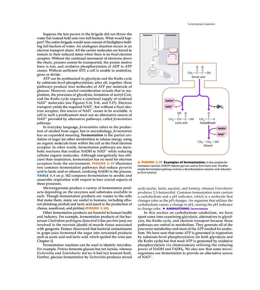 Microbial Metabolism - Page 9