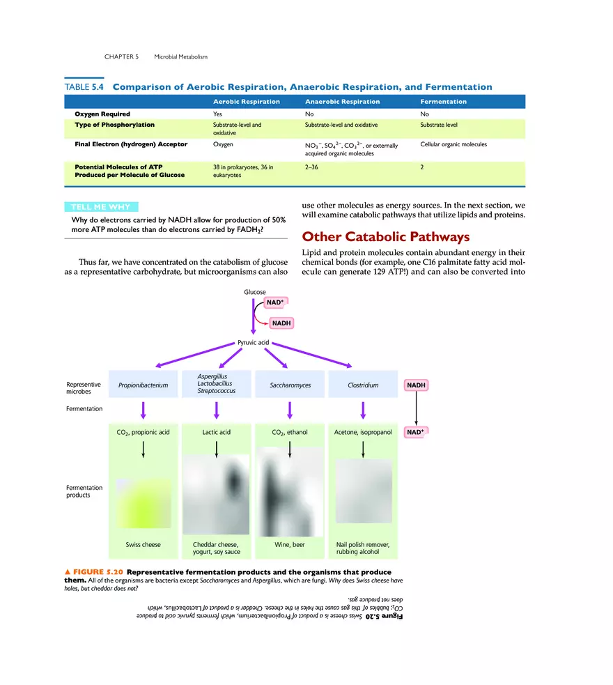 Microbial Metabolism - Page 10