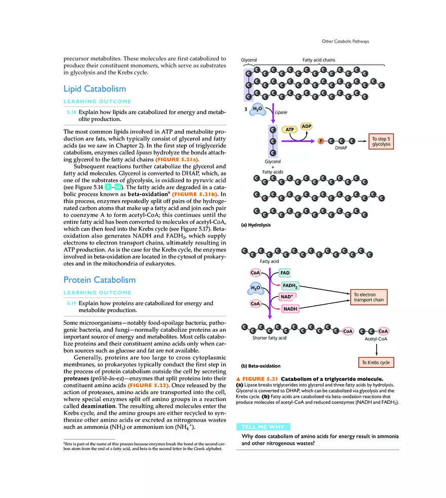 Microbial Metabolism - Page 11