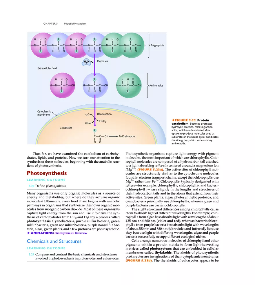 Microbial Metabolism - Page 12