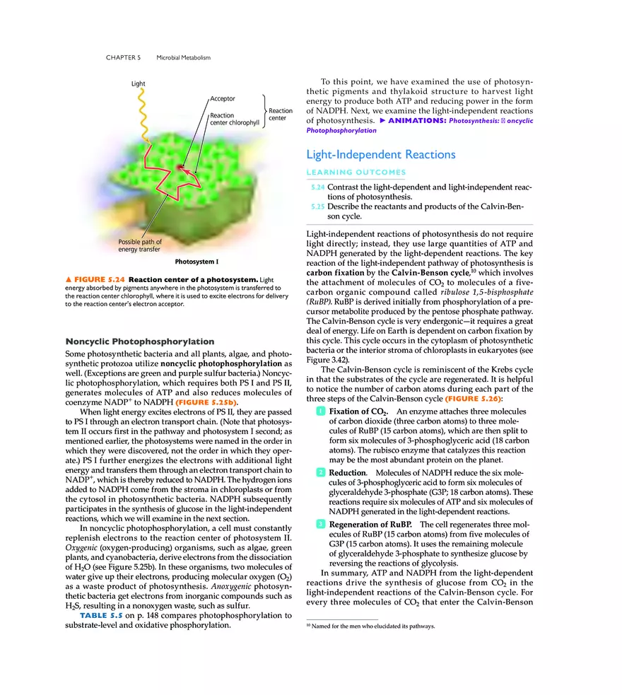 Microbial Metabolism - Page 15