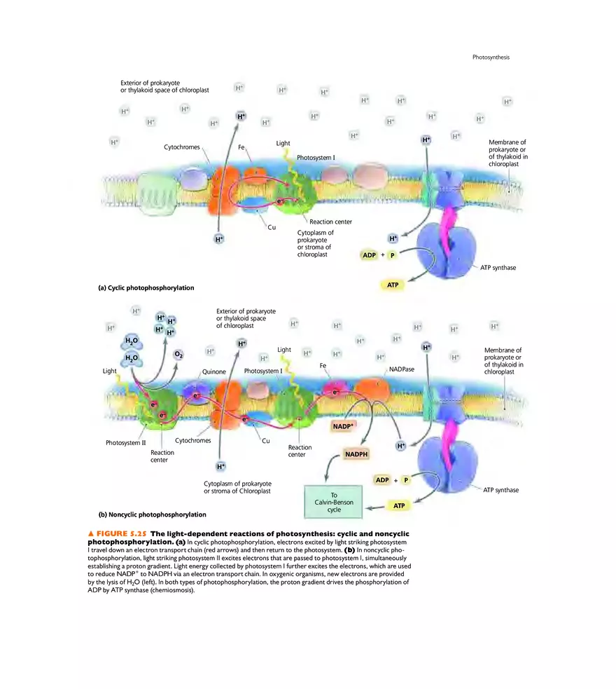 Microbial Metabolism - Page 16