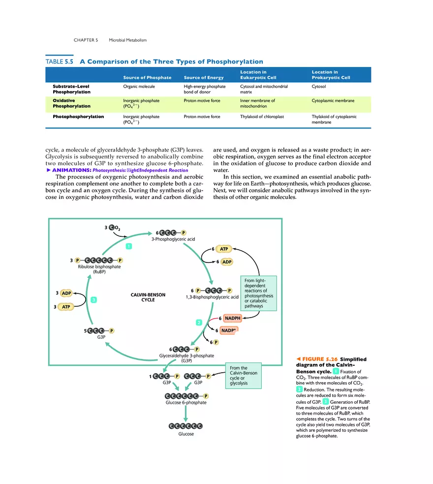 Microbial Metabolism - Page 17