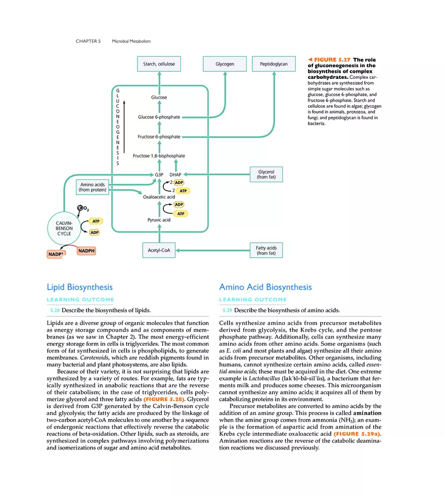 Microbial Metabolism - Page 19