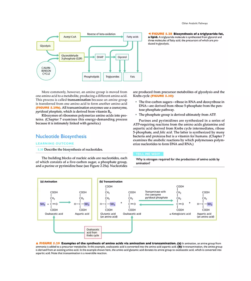 Microbial Metabolism - Page 20