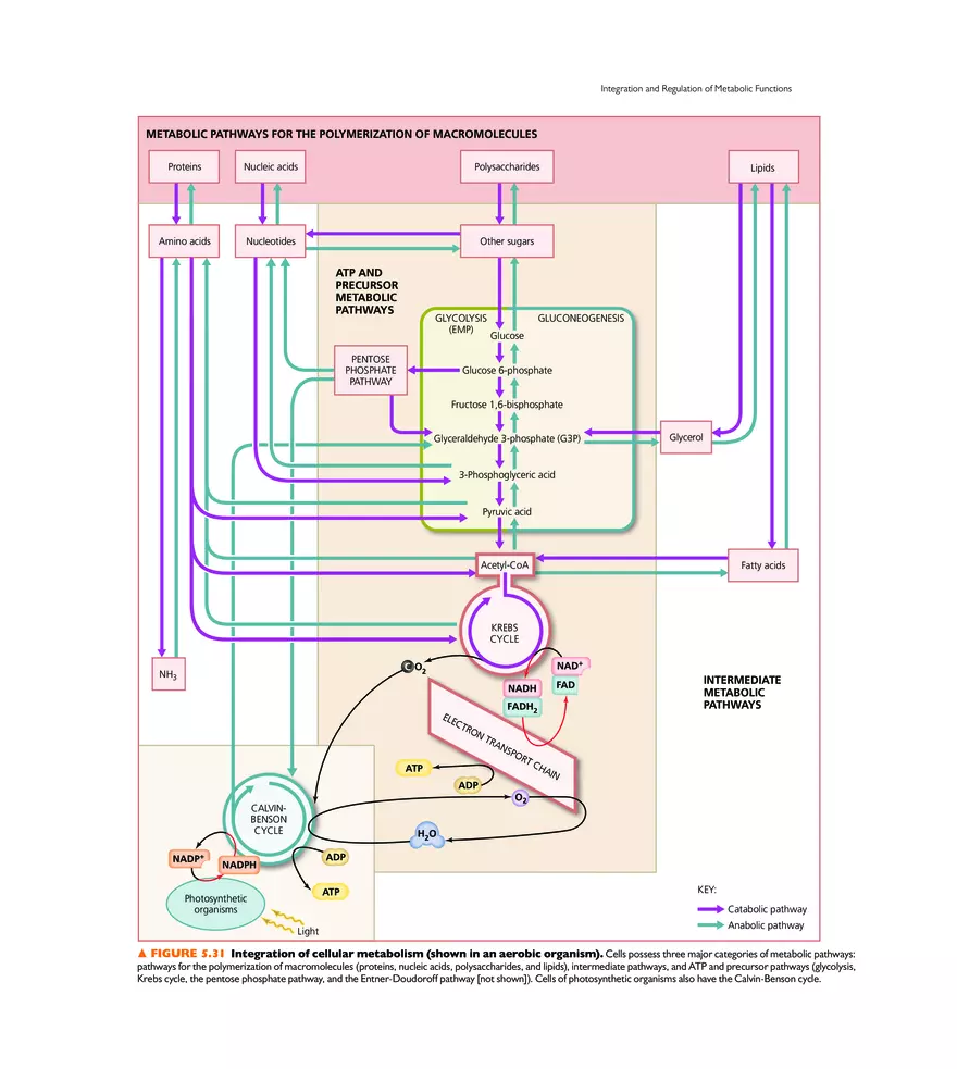 Microbial Metabolism - Page 22