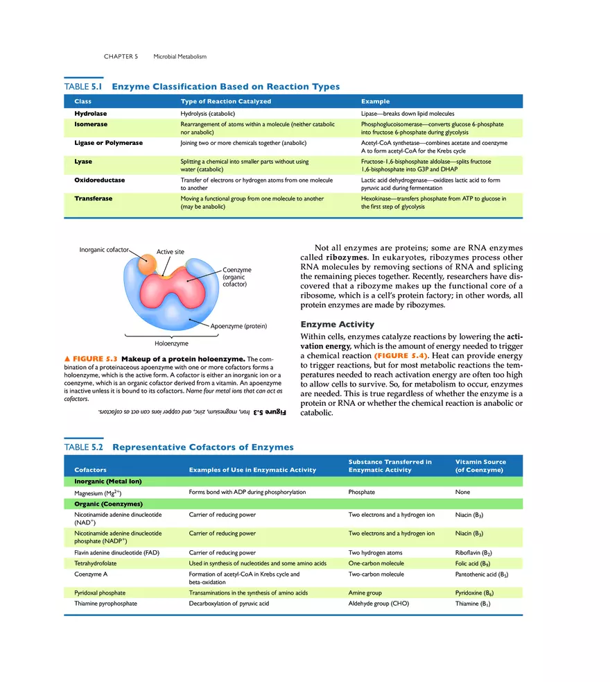 Microbial Metabolism - Page 24