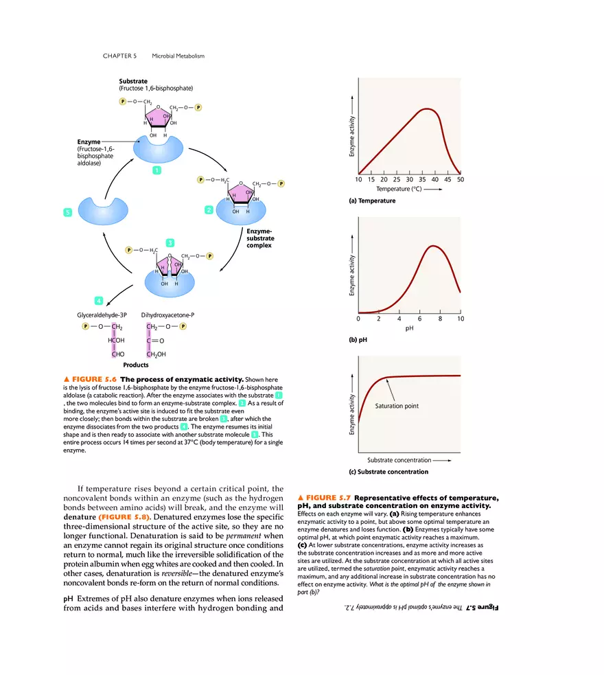 Microbial Metabolism - Page 31