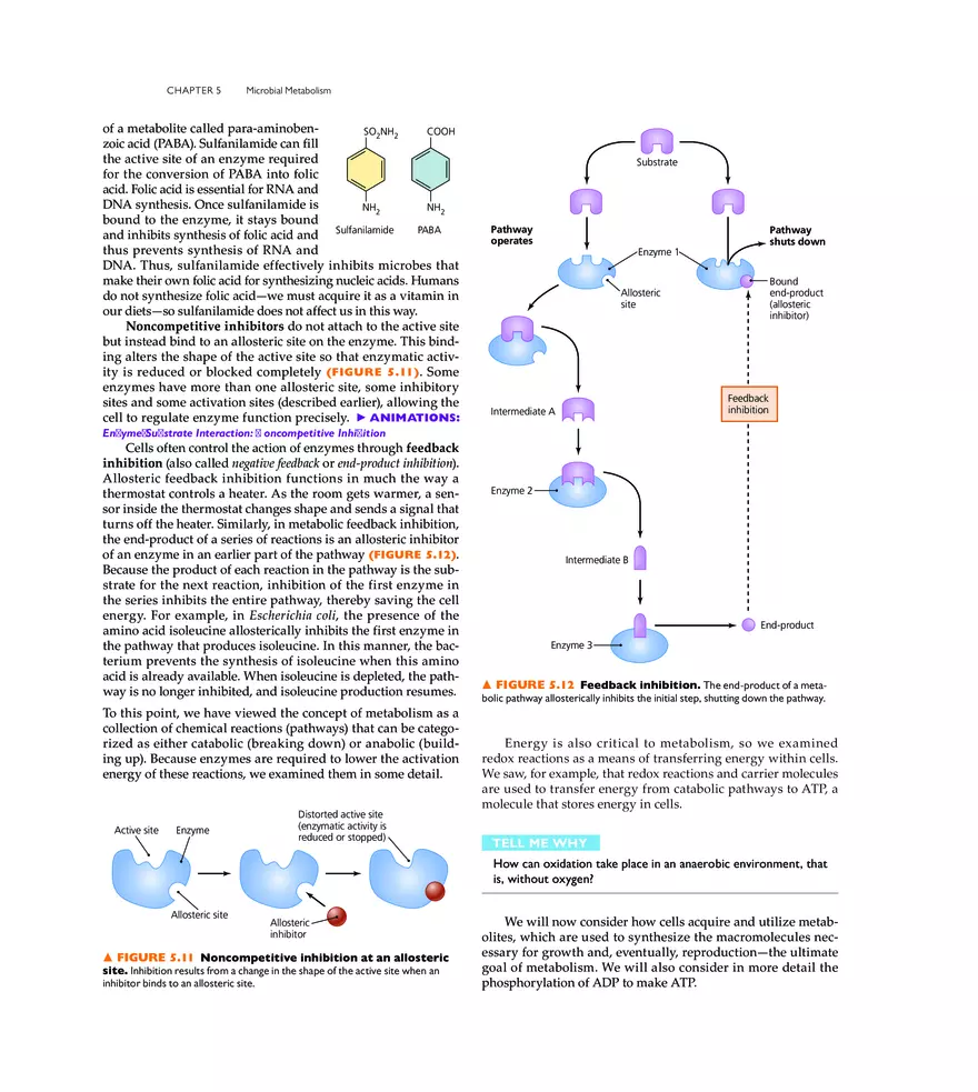 Microbial Metabolism - Page 33