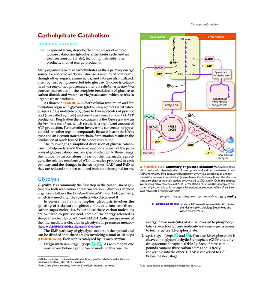 Microbial Metabolism - Page 34