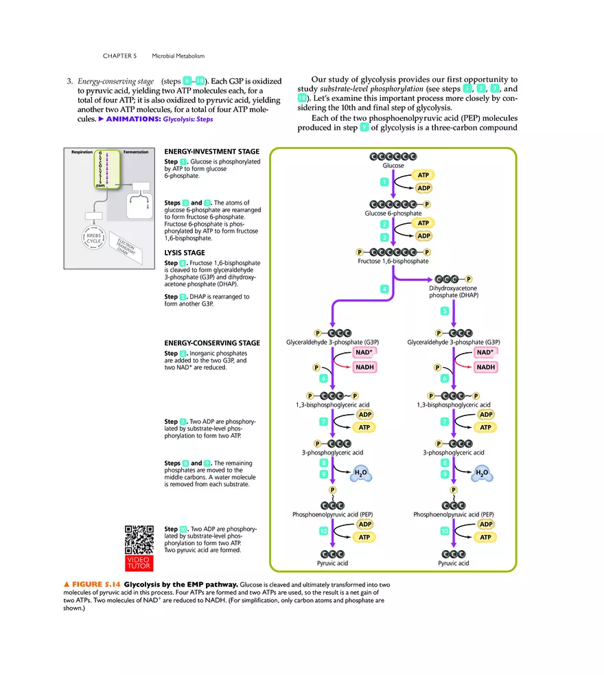 Microbial Metabolism - Page 35