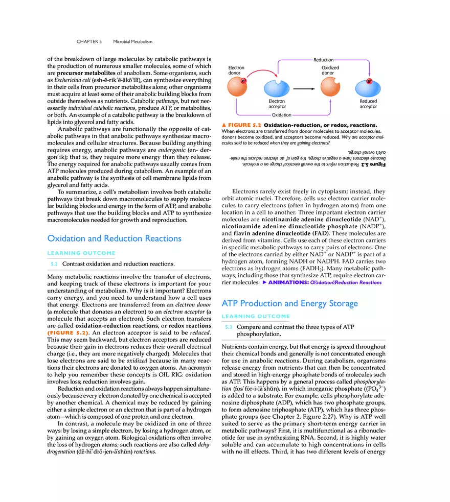 Microbial Metabolism - Page 2