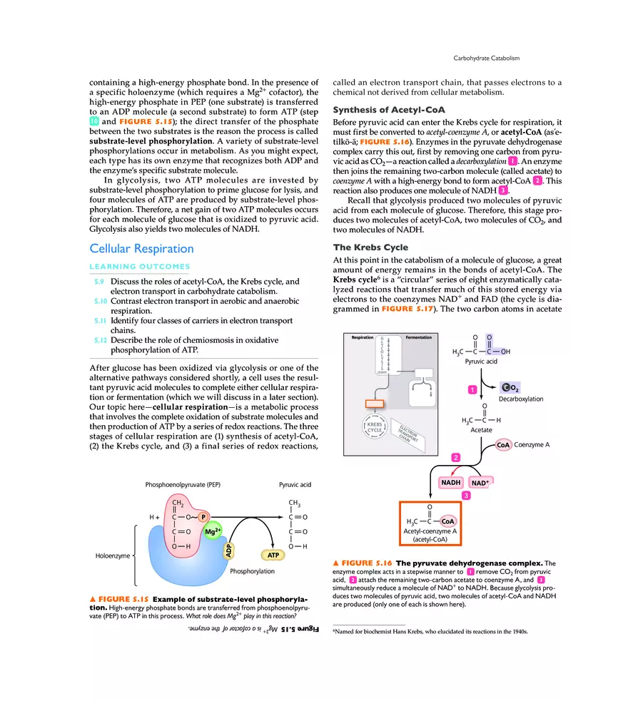 Microbial Metabolism - Page 3