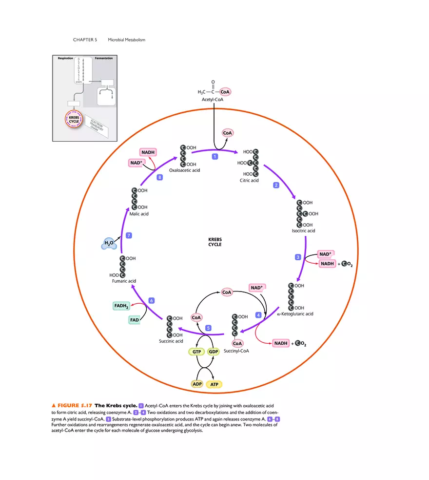 Microbial Metabolism - Page 4