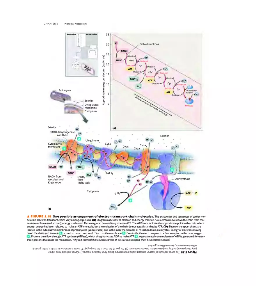 Microbial Metabolism - Page 6