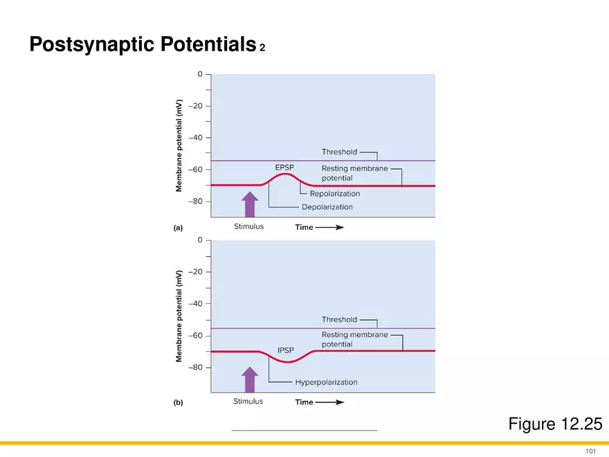 12.6 Neural Integration - Page 24
