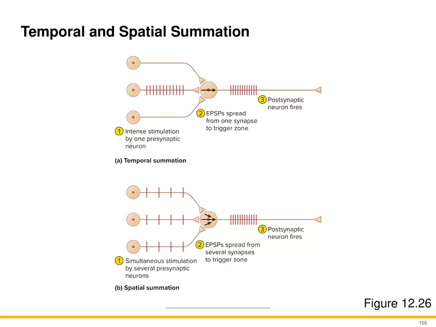 12.6 Neural Integration - Page 28