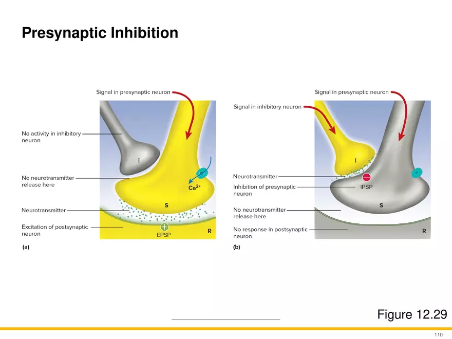 12.6 Neural Integration - Page 5