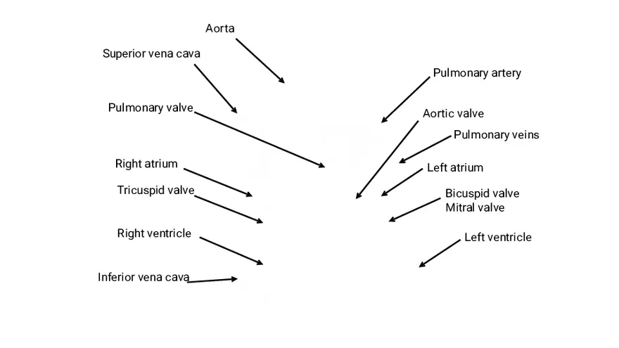 Medical Terminology Cardiovascular System - Page 4