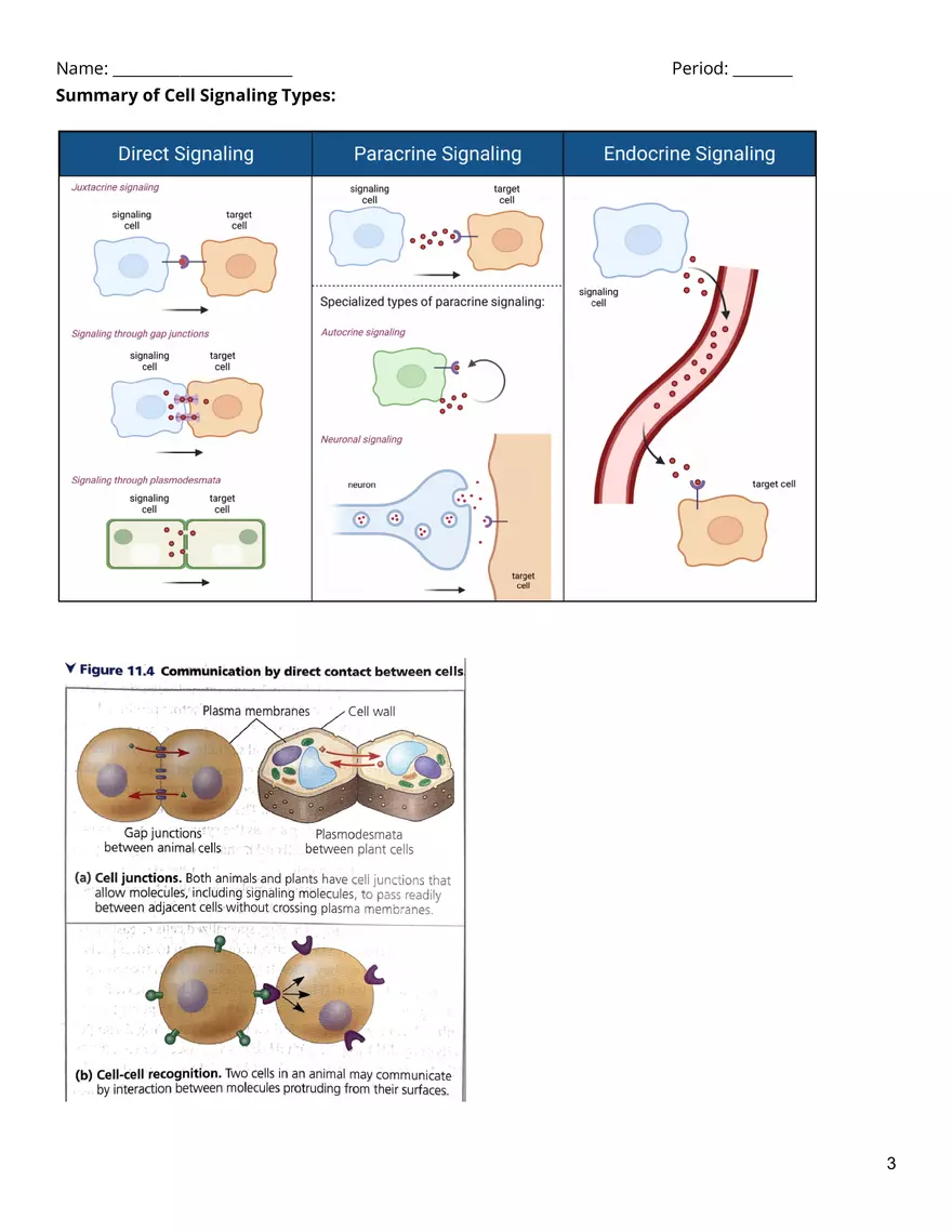 Cell Communication & Cell Cycle Reading Guide - Page 3