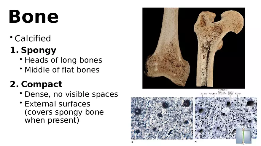 Chapter 5 Tissues – Epithelial, Connective, Muscle, Nervous, Membranes (Continued) - Page 7