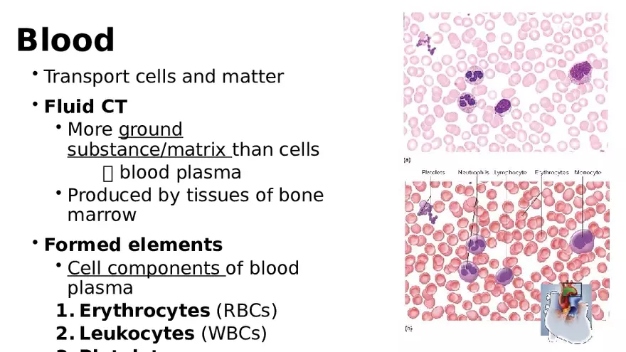 Chapter 5 Tissues – Epithelial, Connective, Muscle, Nervous, Membranes (Continued) - Page 8