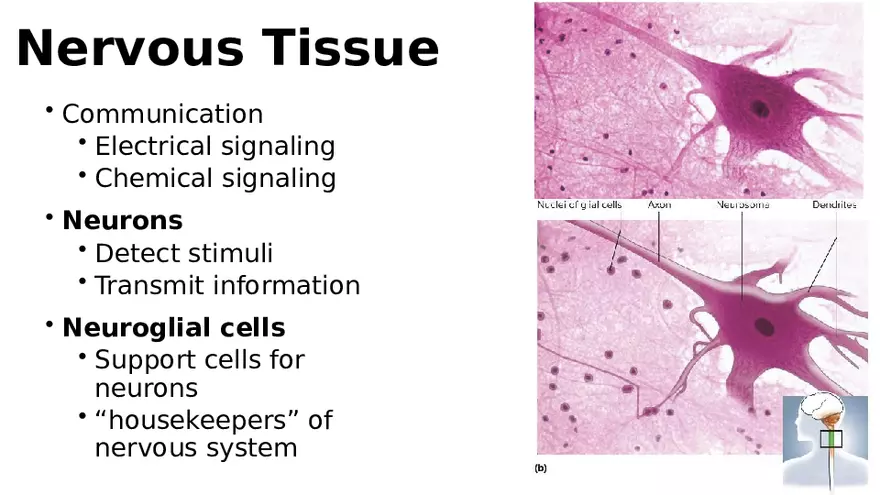Chapter 5 Tissues – Epithelial, Connective, Muscle, Nervous, Membranes (Continued) - Page 9